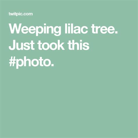 Weeping lilac tree. Just took this #photo. | Lilac tree, Lilac, Weeping