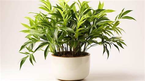 Premium AI Image | Bamboo plant on a pot on white background