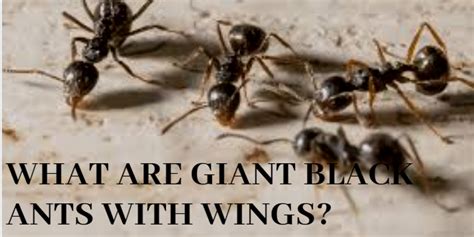 10 Facts About Carpenter ants with wings - Zoological World