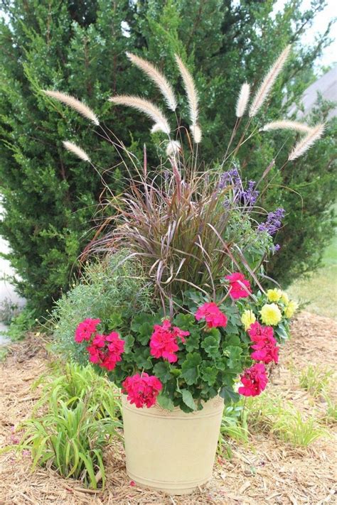 40 Best Ornamental Grasses for Containers | Ornamental grasses ...