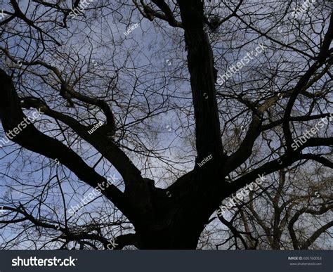 Dark Tree Silhouette Blue Sky Background Stock Photo 605760053 ...