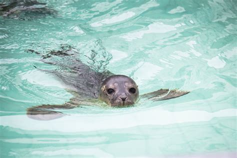 Reassessing Seal Rescue | Hakai Magazine