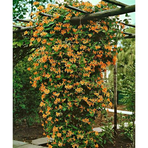 Mandarin Honeysuckle Vine - Perennial - Lonicera - 2.5" Pot - Walmart ...