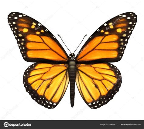 Monarch Butterfly Open Wings Top View Flying Migratory Insect ...