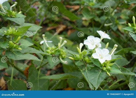 Pure White Flowers of Mirabilis Jalapa Stock Image - Image of marvel ...