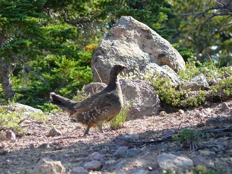 BIRDING THE CENTRAL COAST: LASSEN VOLCANIC NATIONAL PARK