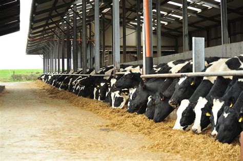 The key principles of dry cow nutrition - Agriland.ie