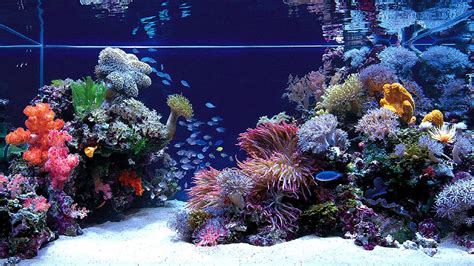 Fish Jumping Out Of Aquarium HD desktop wallpaper : Widescreen 1920×1080 Aquarium Wallpapers (38 ...
