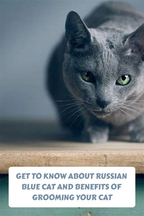 Get To Know About Russian Blue Cat And Benefits of Grooming Your Cat ...