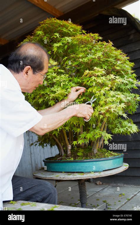 Pruning a bonsai tree Stock Photo - Alamy