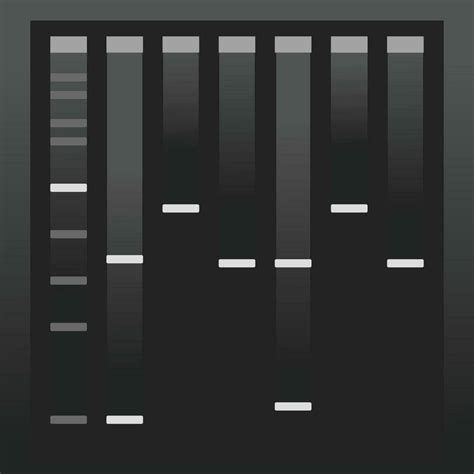 Running a PCR electrophoresis gel 6894535 Vector Art at Vecteezy