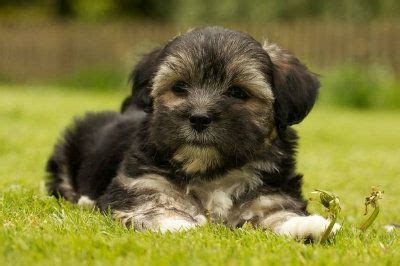 The Coton de Tulear - Uses its own special language to talk to you ...