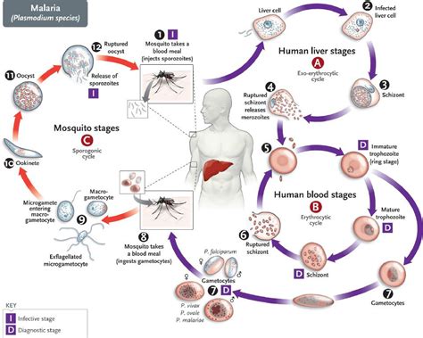 Blood & Tissue Protozoa | Basicmedical Key