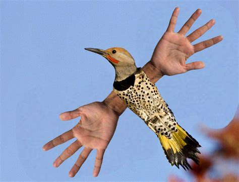 Birds with hands : r/birdswitharms