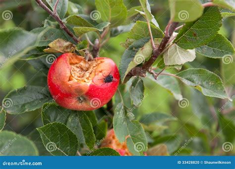 Rotten apple stock photo. Image of agriculture, close - 33428820