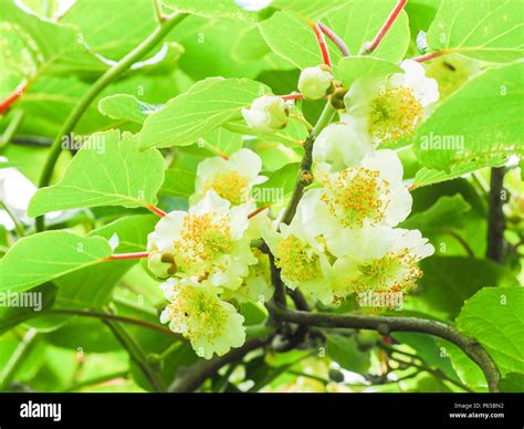 Kiwi fruit flowers tree in the garden, at France Stock Photo - Alamy