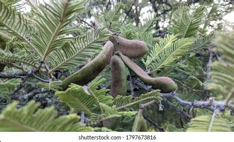 Acacia Pennatula Tepame Huizache Tree Mexico Stock Photo 1797673816 ...