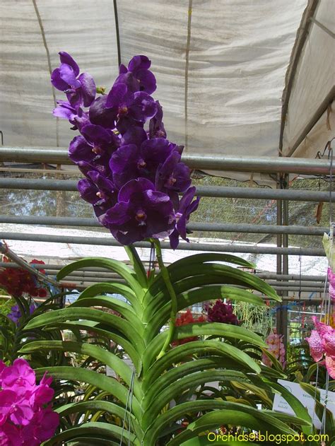 Orchids Flowers Pictures Bulbophyllum Vanda Cattleya Cymbidium Phalaenopsis Dendrobium Culture ...