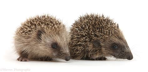 Baby Hedgehog photo WP27335