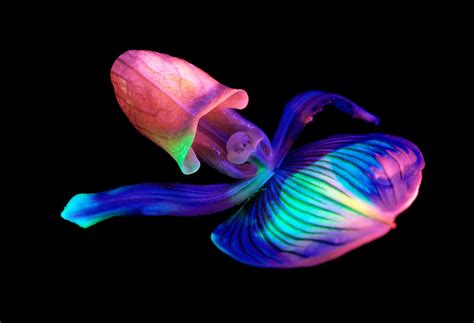 Pin by Black Limes on Bioluminesence | Deep sea creatures, Beautiful ...