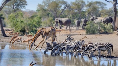 Life at the Waterhole | PBS