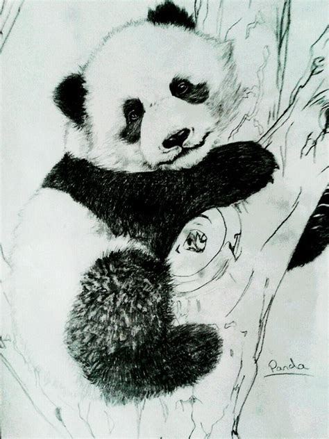 Baby Panda Drawing