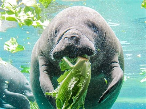 Manatee Deaths Focus Of $30M Rescue Effort In Florida | Tampa, FL Patch