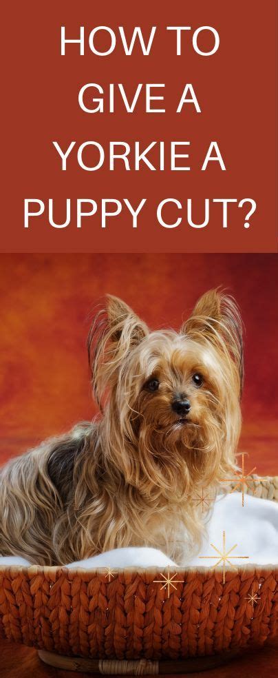 How to Give a Yorkie a Puppy Cut | Yorkie Grooming Guide