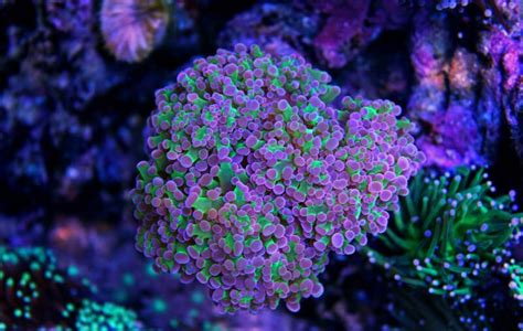 Frogspawn Coral Care: Placement, Feeding, Fragging • (Guide)