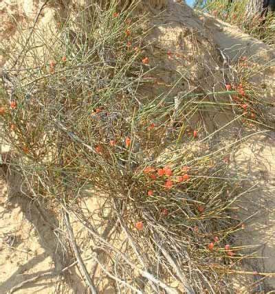 Ephedra | Description, Plant, Distribution, Major Species, Tea, & Uses ...