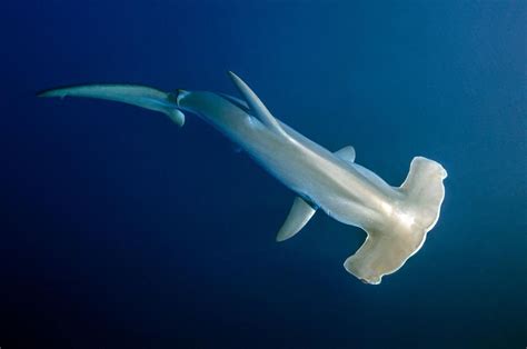 Migration Of A Pregnant Hammerhead Shark Documented… From Space