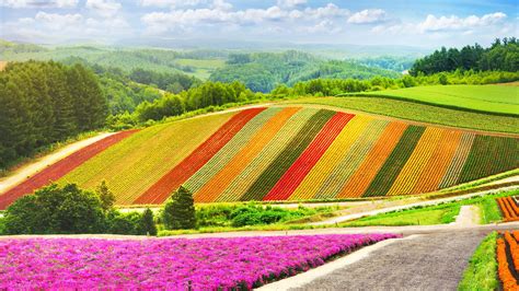 Summer flowers garden colorful hill at Biei, Hokkaido, Japan | Windows ...