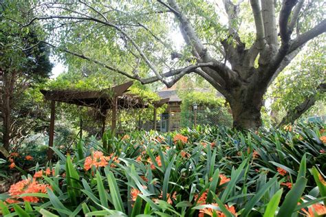 Makeover of famed Camellia Gardens | St George & Sutherland Shire Leader | St George, NSW