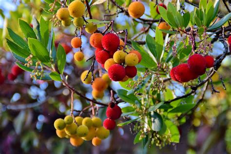 Arbousier : superbe en automne, il est facile à cultiver