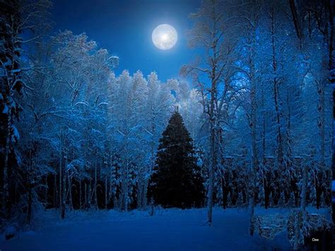 Christmas Forest Wallpapers - Top Free Christmas Forest Backgrounds - WallpaperAccess