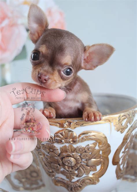 Teacup Chihuahua Puppies South Florida | Teacup Puppies & Boutique