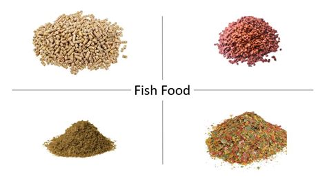 There are eight common categories of aquatic feeds | by Katharinaeytj ...