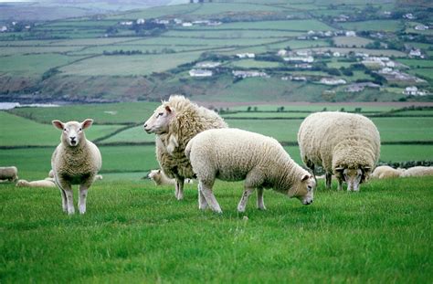 Sheep Grazing In A Pasture Photograph by Michele Burgess