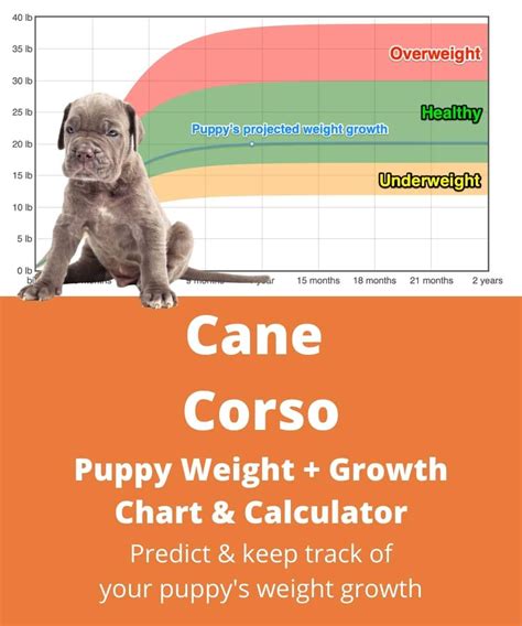 Cane Corso Weight+Growth Chart 2024 - How Heavy Will My Cane Corso ...