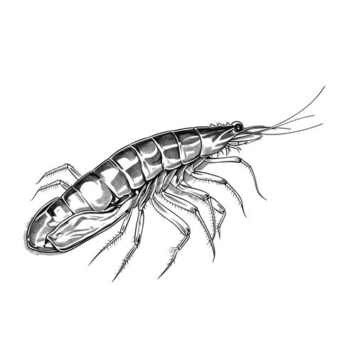 Premium Vector | Hand drawn sketch krill illustration