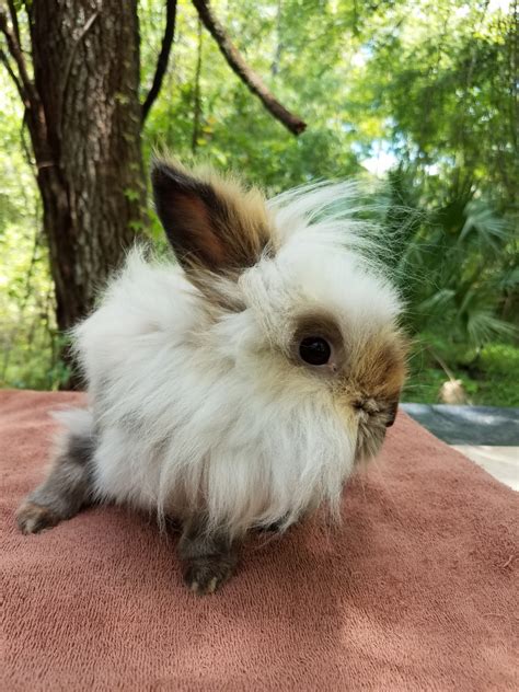 Lionhead rabbit Rabbits For Sale | Lakeland, FL #274888