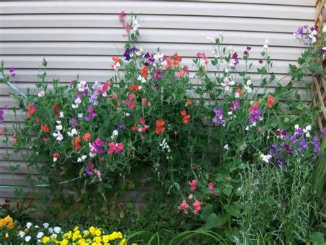 Growing Sweet Peas In Pots - G4rden Plant