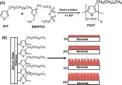 Scheme 1 (A) Electro-polymerization of P3HT in EMIPFSI medium and (B ...