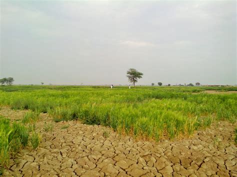 Agricultural challenges: Declining soil fertility threatens crop production | Conwill Pakistan