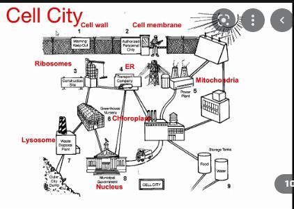 Cell City Diagram