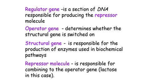 Metabolism & Survival Key Area 1c Lac operon. - ppt download