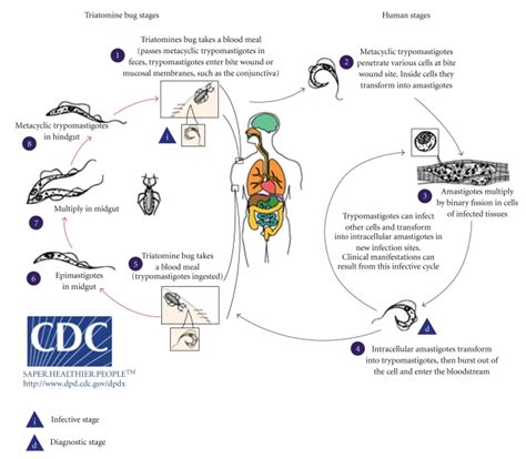 Life cycle of T. cruzi showing the various forms of the protozoan in... | Download Scientific ...