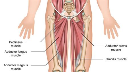 Adductor Tendonitis - Groin Inflammation - Symptoms, Treatment & Rehab