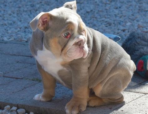 Stunning Lilac Tri Olde English Bulldog Puppy | in Kelty, Fife | Gumtree