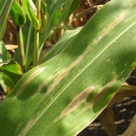 Northern corn leaf blight in Corn | Syngenta Canada